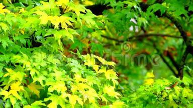 红黄绿湿的枫叶在雨中迎风爬行